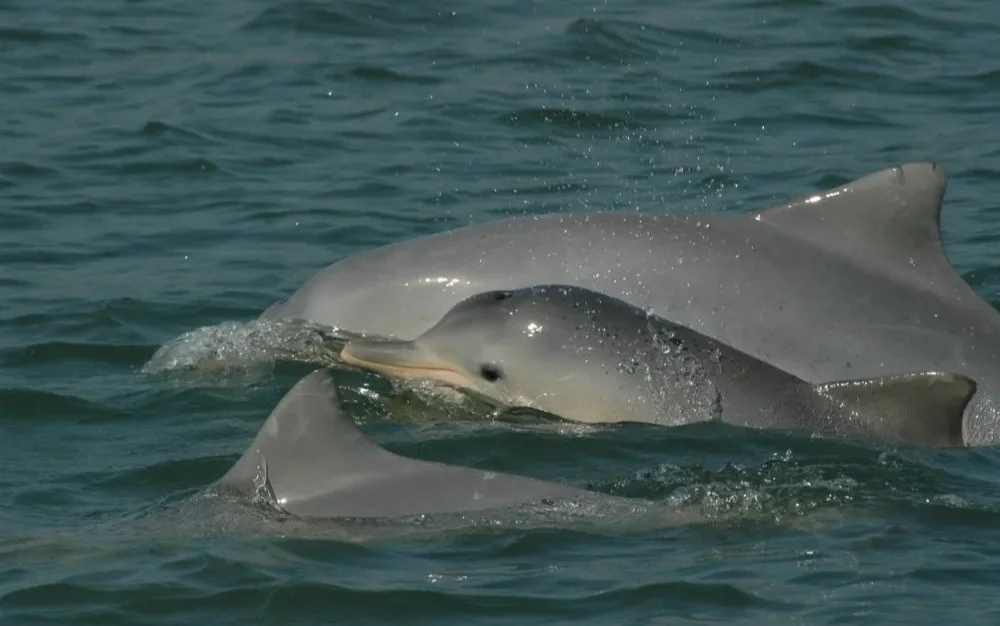 Botos nadando em água turquesa rasa perto da Barra do Superagui